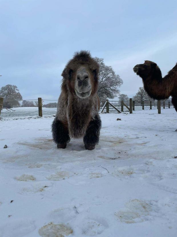 thisisoxfordshire: Bactrian camels